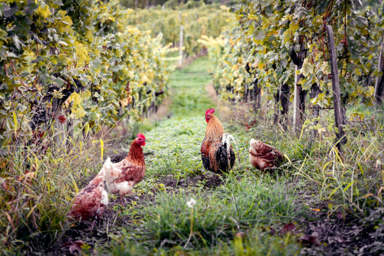 Growing Grapes, Raising Chickens in a Permaculture System